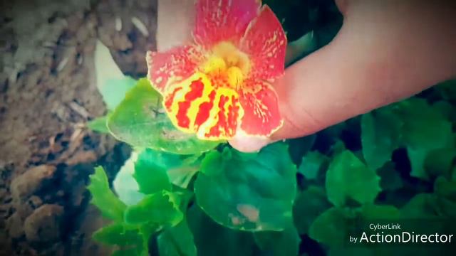 Monkey flower plant care смотреть онлайн