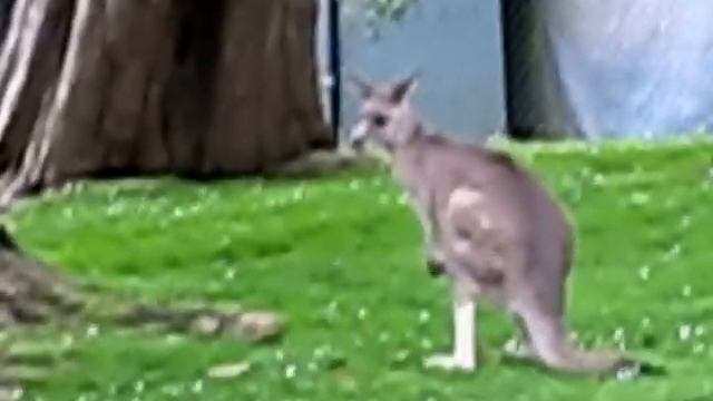 Australian Kangaroo Kangaroos Hopping Jumping San Francisco Zoo Australia Wild Animals Jazevox смотреть онлайн
