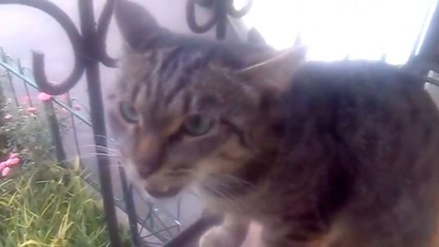 Откровенное мяуканье.