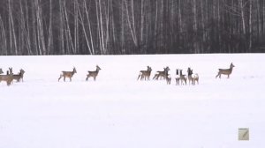 Обучающий материал. Охота на косулю зимой