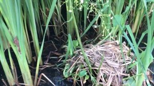быстрая уборка камыша из пруда