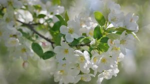 Надежда Кадышева. Расцвела под окошком белоснежная вишня. Best Russian Songs