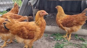 Цыплята \ от 0 до 4-х месяцев\. Породистая птица.  Chicks \from 0 to 4 months\. Pedigree bird.