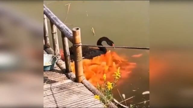 Черный лебедь кормит рыбок смотреть онлайн