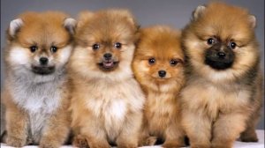Самые популярные клички для маленьких собак  The most popular nicknames for small dogs