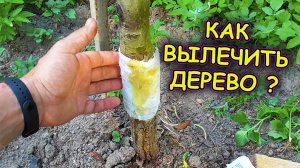Груши и яблони уход выращивание обработка ран и повреждений коры. Как вылечить дерево от ран.