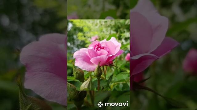 роза Джон Дэвис / rosa Johc Davis в моем саду смотреть онлайн