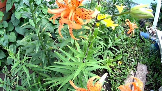 Показываю красивую клумбу моей мамы. Цветы вьюны уже поползли на забор. смотреть онлайн