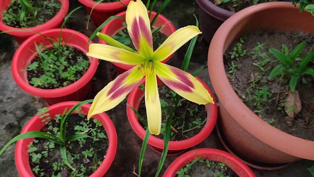 Daylily "Free Wheelin"। A Spider Shaped Daylily Bloomed in Bangladesh। смотреть онлайн