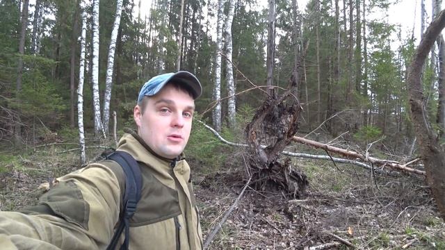 Саркосцифа в Мае - гриб подснежник | В поисках весенних Грибов Ярославского леса смотреть онлайн