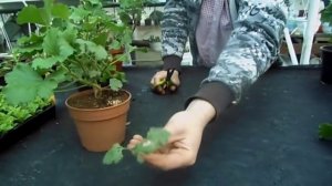 Как и когда обрезать герань?  Нюансы.