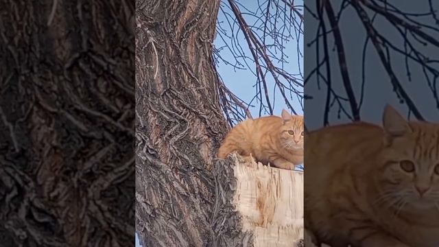 Эх, в самоволочку я иду опять. смотреть онлайн