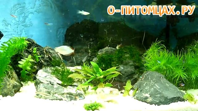 Тетраодон Нильский (Fahaka Pufferfish, Tetraodon Lineatus) - O-pitomcax.ru