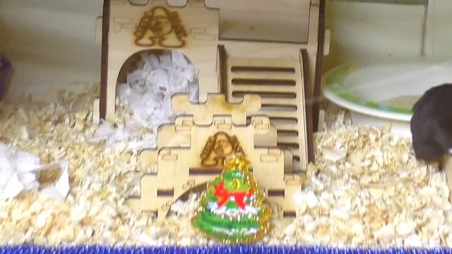 ПОДАРОК ХОМЯКУ на Новый Год 2020 год крысы / Как УКРАСИТЬ клетку ХОМЯКА? / Alisa Easy Pets смотреть онлайн