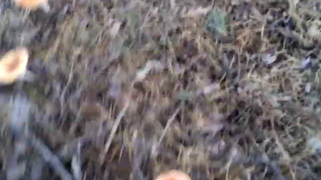 Шатковский лес смотреть онлайн