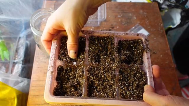 Grow Your Own TOAD LILLIES From Seed! (Tricyrtis)