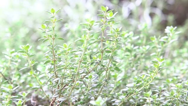 Canon C100 25p Footage in Adobe Premiere Pro CS6 смотреть онлайн