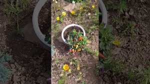 Катарантусы на клумбе