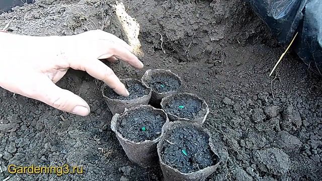 Эффективный способ посева семян огурцов на рассаду Взойдут на 3 день смотреть онлайн