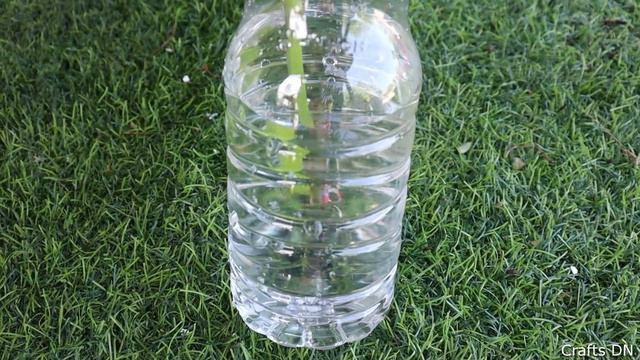 growing Coleus By Cutting In Water. смотреть онлайн