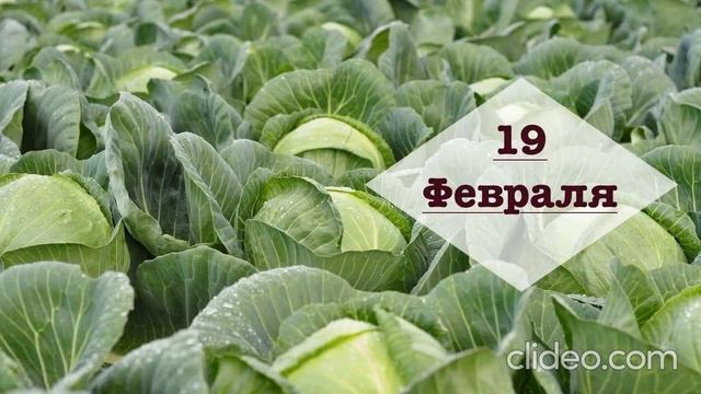 Капуста : Лунный посевной календарь на февраль 2024 г. смотреть онлайн