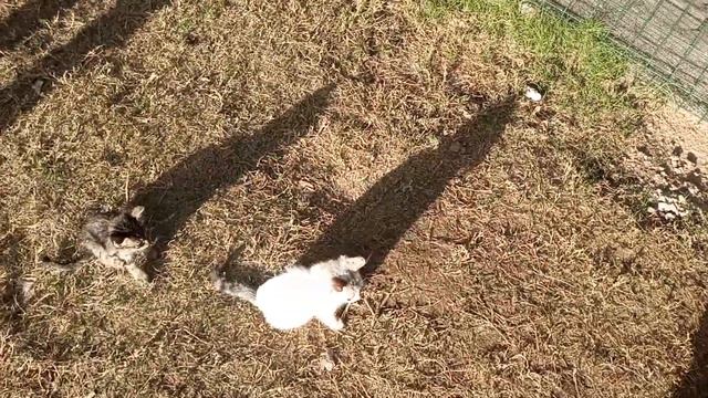 путешествие ЛАРСА часть 15 ( кошачий дом) дом ? смотреть онлайн