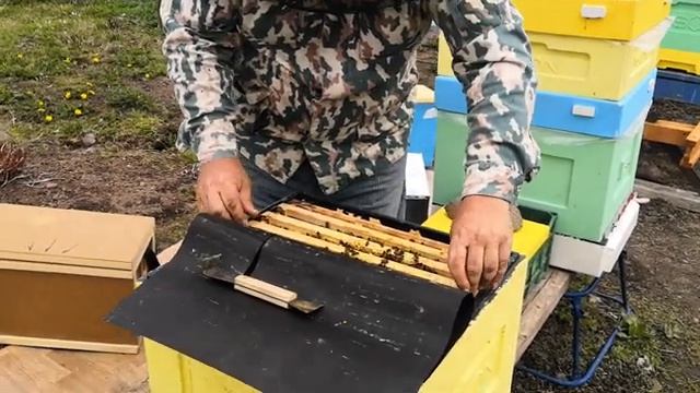 Карника пешец. 12.05.2020г. смотреть онлайн