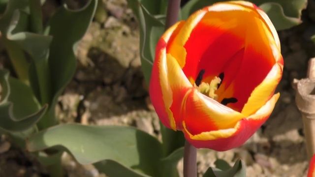 Парад тюльпанов в Ботаническом саду Ялты_2016 смотреть онлайн