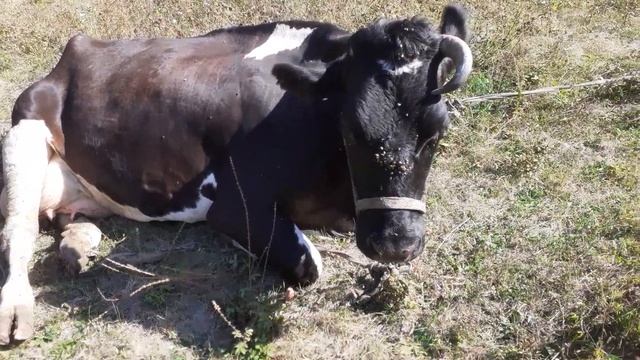 Почему корова не пьет воду? смотреть онлайн
