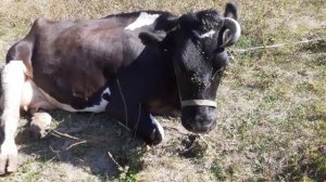 Почему корова не пьет воду?