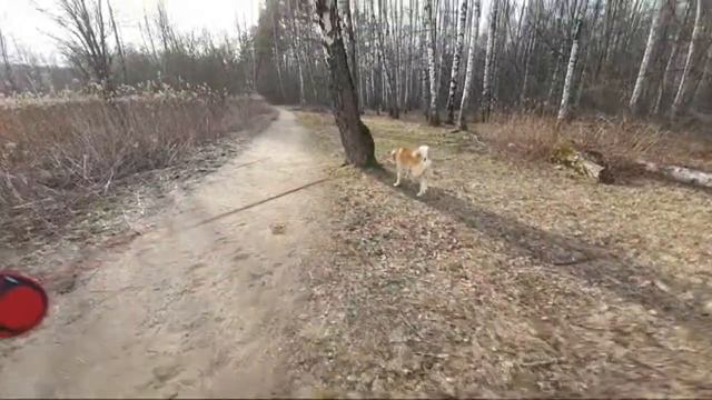 Сезон КЛЕЩЕЙ | Что делать? Как защитить? | СТРИМ с прогулки. смотреть онлайн