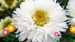 Нивяник наибольший (Laspider). Краткий обзор, описание характеристик, где купить рассада