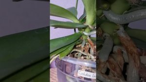 Как отделить стволовую детку орхидеи фаленопсис 🌱 Рассказываю и показываю в этом видео  🌺