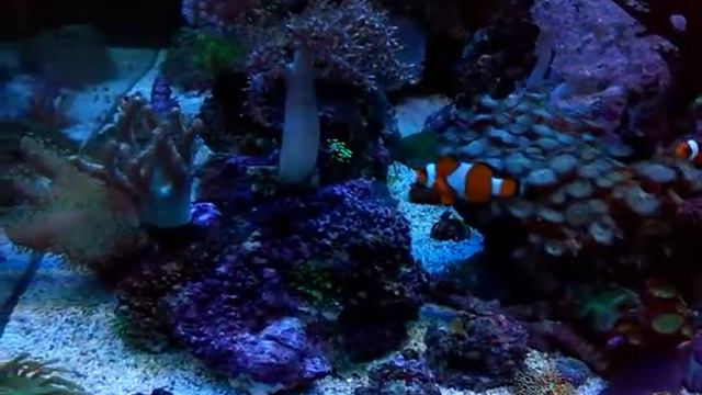 Морской аквариум 400л - 20.10.2014 смотреть онлайн