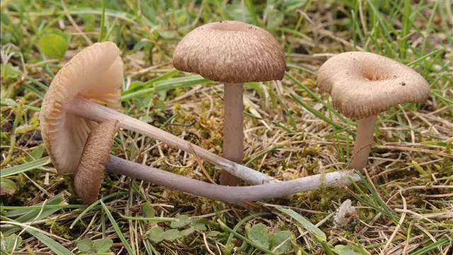 Entoloma griseocyaneum смотреть онлайн