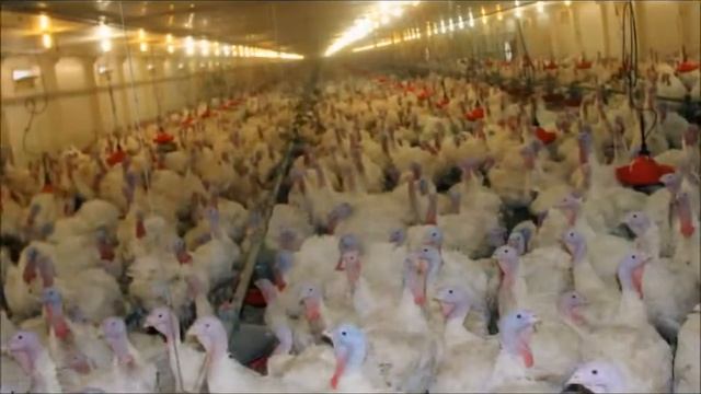 жизнь-индейка