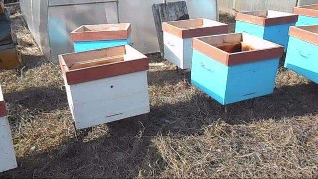 Переселяем пчёл в чистые улья смотреть онлайн