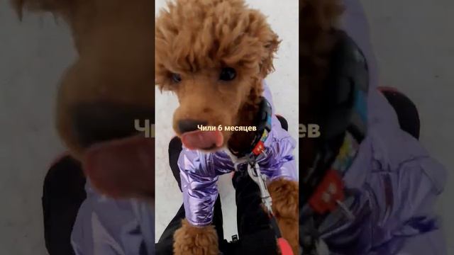 Еще щенок, Чили 6мес смотреть онлайн