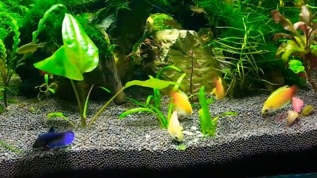 Медовые гурами кубик 64 литра смотреть онлайн