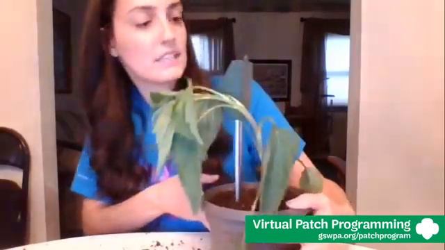 Gardening Fun Virtual Patch Program смотреть онлайн