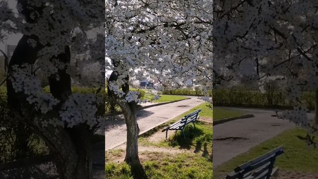 "У Вечности всегда открытые уроки" Стихи Dina Air. Видео-кадры - конец апреля. #МирТрудМай ??? смотреть онлайн