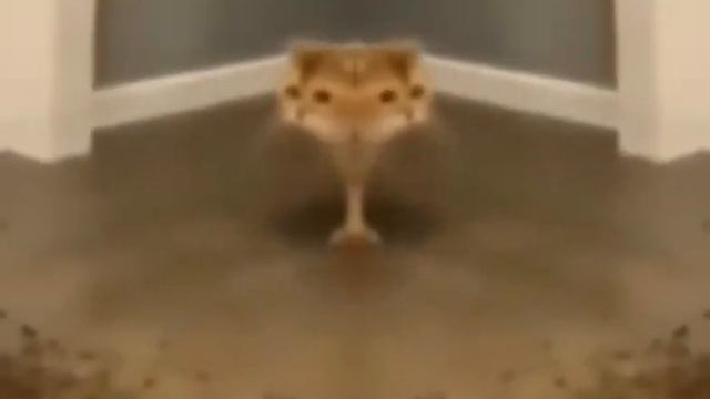 Прикол,кушай котик,кушай