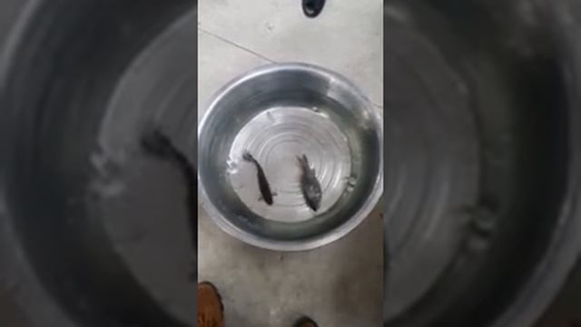 Замороженный карась!!! смотреть онлайн