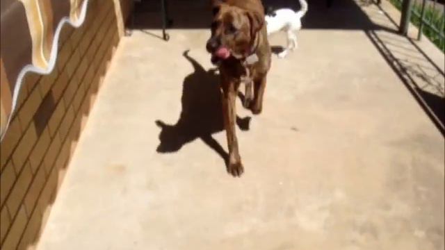 Rescue Dog Music Video: Blossom смотреть онлайн