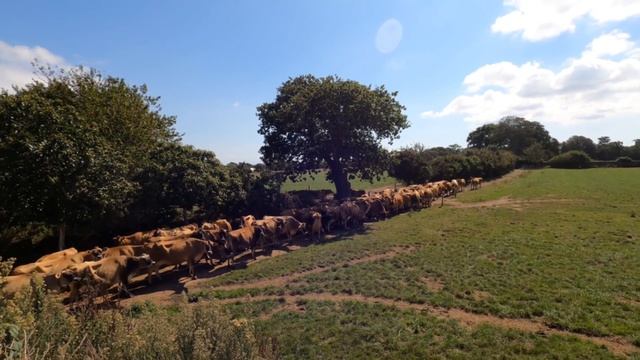 Cottage Dairy Farm Jersey смотреть онлайн