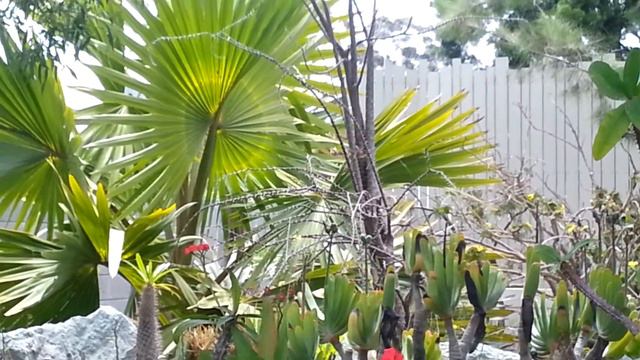 A living desert from madagascar - PLANTS смотреть онлайн