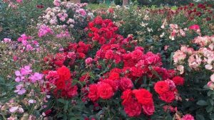 Беспроблемная роза «Скарлет Боника»Scarlet Bonica,Meilland 2015