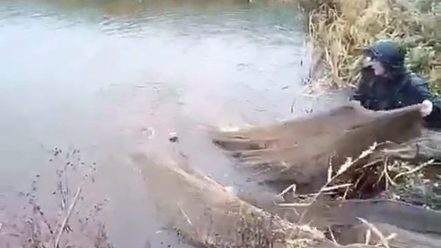 Вылов рыбы бреднем в своём пруду смотреть онлайн