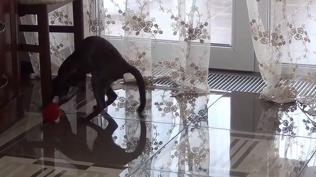 Какие игрушки подходят для кота. Сделайте игрушки для кота своими руками. смотреть онлайн