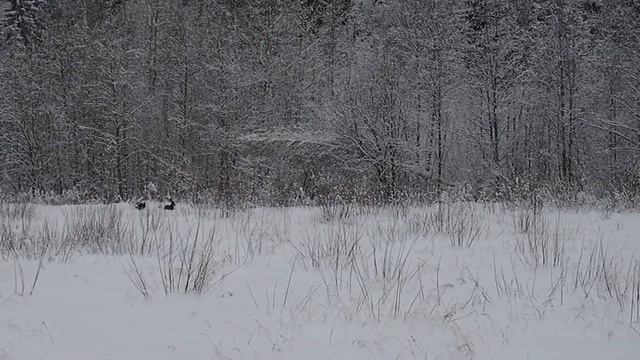 ПО ЗЕМЛЕ САМПО 2016г. прогулка))) (видео ПИБ) смотреть онлайн